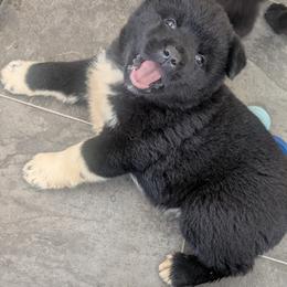 Akita Puppies from Akita Kai Magic