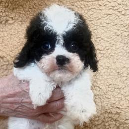 Moonlight - Black and white male Cavapoo puppy in Knoxville, Tennessee from Rocky Top Cavapoos