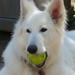 Berger Blanc Suisse and German Shepherd Puppies from Vom Hundhaus German Shepherds