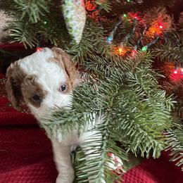 Twinkle - Apricot female Cavapoo puppy in Redding, California from Cavapoos of NorCal