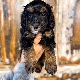 Vans - Tri-color male Bernedoodle puppy in Rose Hill, North Carolina from Red Door Canines