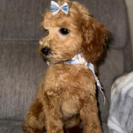 Arya - Poodle