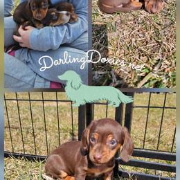 Andy - Chocolate and tan male Dachshund puppy in Elk River, Minnesota from Darling Doxies