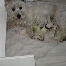 West Highland White Terrier Puppies from Suzy Foote Westies