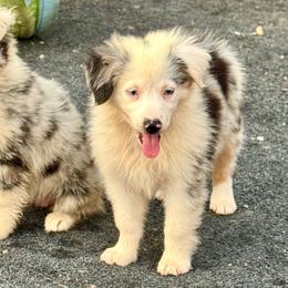 Tink blue female - Blue merle female Miniature Australian Shepherd puppy in Lemon Cove, California from Magic Ranch Mini Aussies