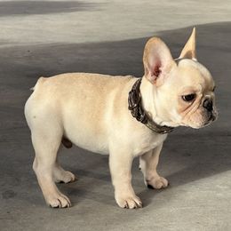 French Bulldog and Labrador Retriever Puppies from Desiree Ortiz's French Bull Dogs and Labrador Retrievers