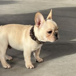 French Bulldog and Labrador Retriever Puppies from Desiree Ortiz's French Bull Dogs and Labrador Retrievers