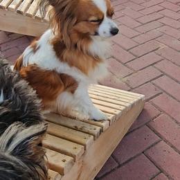 Biewer Terrier and Papillon Puppies from Southern Belle's Biewer Terriers & Papillons
