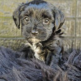 Lucy - Black and gold female Yorkshire Terrier puppy in Vancouver, Washington from Yorkastle Kennels