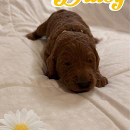 Daisy - Red  female Poodle puppy in Sheridan, California from Renegade Standard Poodles
