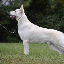German Shepherds from Paws Inn Kennel