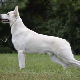 German Shepherds from Paws Inn Kennel