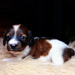 Evalina - Piebald female Dachshund puppy in Washburn, Tennessee from Clinch Mountain Dachshunds