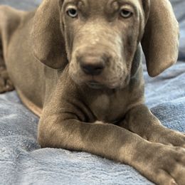 Weimaraner Puppies from Meadow Ridge Weims and Danes