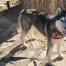 Siberian Huskies from Kalpana Siberians