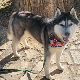 Siberian Huskies from Kalpana Siberians