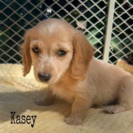 Dachshund puppies from BooneDox Miniature Dachshunds