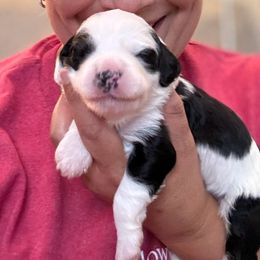 Girl 4 - Sheepadoodle puppy from Redcay's Mini Bernedoodles