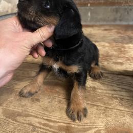 Jagdterrier Puppies from Oregon Jagdterrier