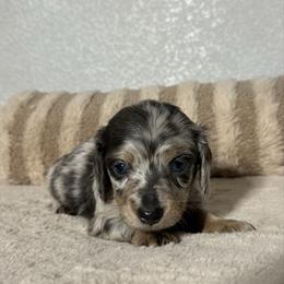 Kelso - Dapple male Dachshund puppy in Gold Canyon, Arizona from Silverking Kennels