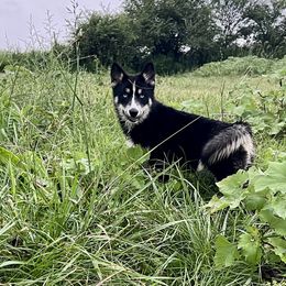 Rhea - Black and white Siberian Husky puppy in Delta, Alabama from Gathering Rock Siberian Huskies