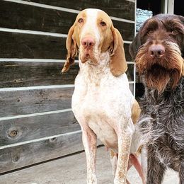 Bracco Italianos and German Wirehaired Pointers from Claddagh Kennel