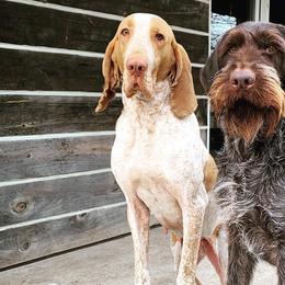 Bracco Italianos and German Wirehaired Pointers from Claddagh Kennel
