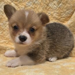Female 4 - Sable female Pembroke Welsh Corgi puppy in Unicoi, Tennessee from Unaka Mountain Corgis