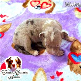 Malayla - Red merle female Miniature Australian Shepherd puppy in Punta Gorda, Florida from Christie's Creekside Aussies