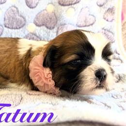 Tatum - Gold and white female Shih Tzu puppy in Hemet, California from Aloha Shih Tzu