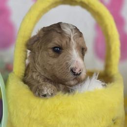 Nature, Brown with tan and white sable girl - Sable female Goldendoodle puppy in Freedom, New York from Samantha's Goldendoodles