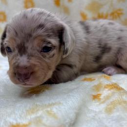 Bee-CKC - Dapple female Dachshund puppy in Tecumseh, Oklahoma from MoonBerry Miniature Dachshunds