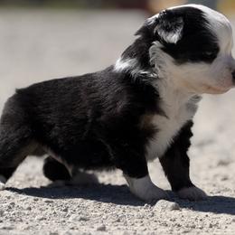Elijah - Black tri male Toy Australian Shepherd puppy in Bogata, Texas from Maple Creek Run