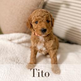 Tito - Red  male Goldendoodle puppy in Melba, Idaho from KZ Doodles
