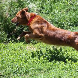 Scarlett - Golden Retriever