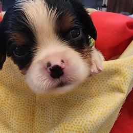 Green - Tri-color male Cavalier King Charles Spaniel puppy in Albany, Oregon from Hit Parade Cavaliers