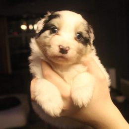 Australian Shepherd Puppies from Melick Kennels