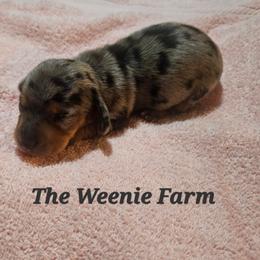 Girl 1 - Dapple female Dachshund puppy in Fritch, Texas from The Weenie Farm