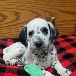 Acorn - White and black male Dalmatian puppy in Grant, Michigan from Savannah Woltanski