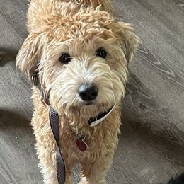 Whoodle puppies from Saddle Mountain Doodles