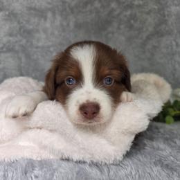 Rolo - Red tri-color male Australian Shepherd puppy in Summerville, South Carolina from Flowertown Aussies