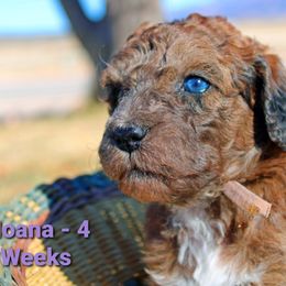 Aussiedoodle Puppies from Color Country Doodles