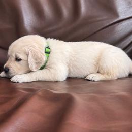 Male pick 1 - Light golden male Golden Retriever puppy in Waterford, Pennsylvania from Living on Faiths Golden Retrievers