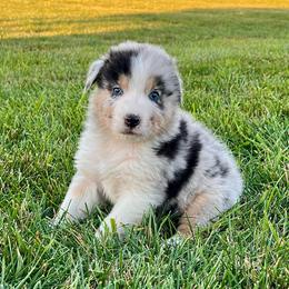 Honor - Blue merle male Australian Shepherd puppy in Loda, Illinois from Pilcher Farms