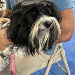 Charlotte - Havanese