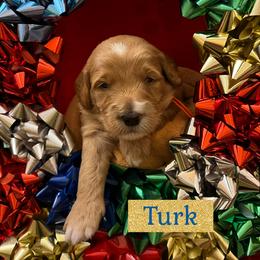 Boy 5 - Apricot male Goldendoodle puppy in Stroudsburg, Pennsylvania from Momma’s Mini Goldendoodles