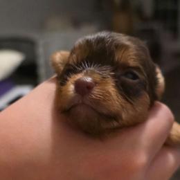 Girly 2 - Chocolate and tan female Yorkshire Terrier puppy in Bucyrus, Ohio from Dyer's Beauties