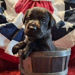 Miss Purple - Black female Labrador Retriever puppy in Bemidji, Minnesota from Northern Star Elite Quality Labrador Retrievers