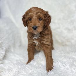 Caleb - Apricot male Goldendoodle puppy in Reeds Spring, Missouri from As Good As Goldendoodles and more