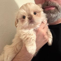 Kodiak - Cream and white male Shih Tzu puppy in Galveston, Texas from 🌗 New Moon Shih Tzu 🌗